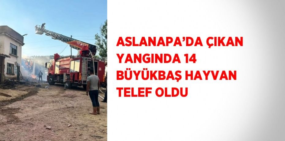 ASLANAPA’DA ÇIKAN YANGINDA 14 BÜYÜKBAŞ HAYVAN TELEF OLDU