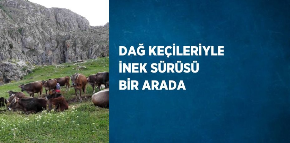 DAĞ KEÇİLERİYLE İNEK SÜRÜSÜ BİR ARADA