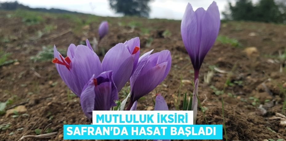 Mutluluk iksiri Safran’da hasat başladı