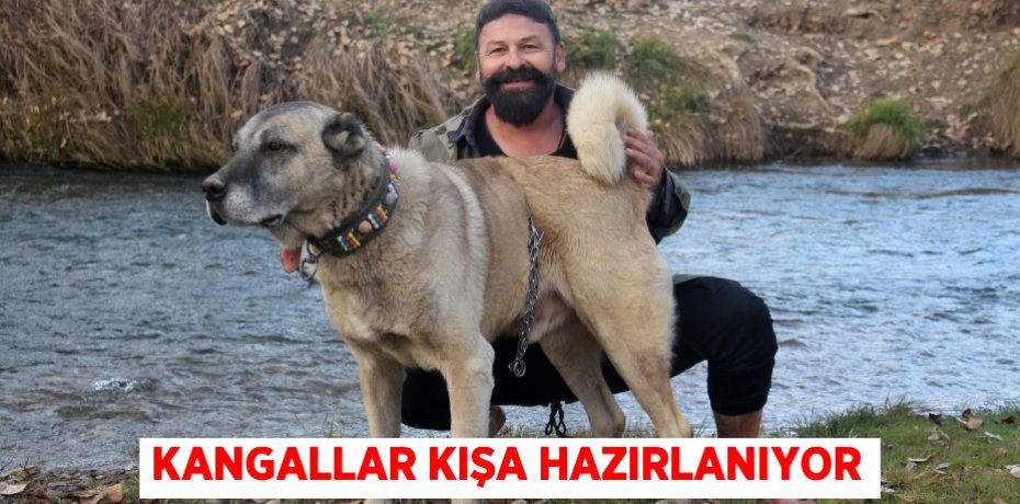 kangallar kışa hazırlanıyor