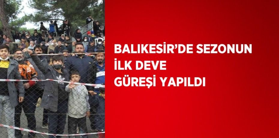 BALIKESİR’DE SEZONUN İLK DEVE GÜREŞİ YAPILDI