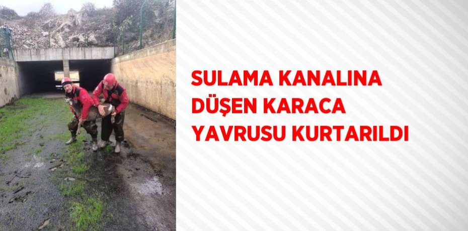 SULAMA KANALINA DÜŞEN KARACA YAVRUSU KURTARILDI