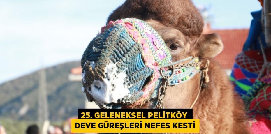25. Geleneksel Pelitköy Deve Güreşleri Nefes Kesti