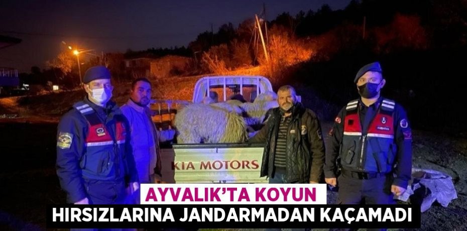 AYVALIK’TA KOYUN HIRSIZLARINA JANDARMADAN KAÇAMADI