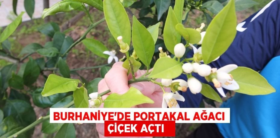 Burhaniye’de portakal ağacı çiçek açtı  