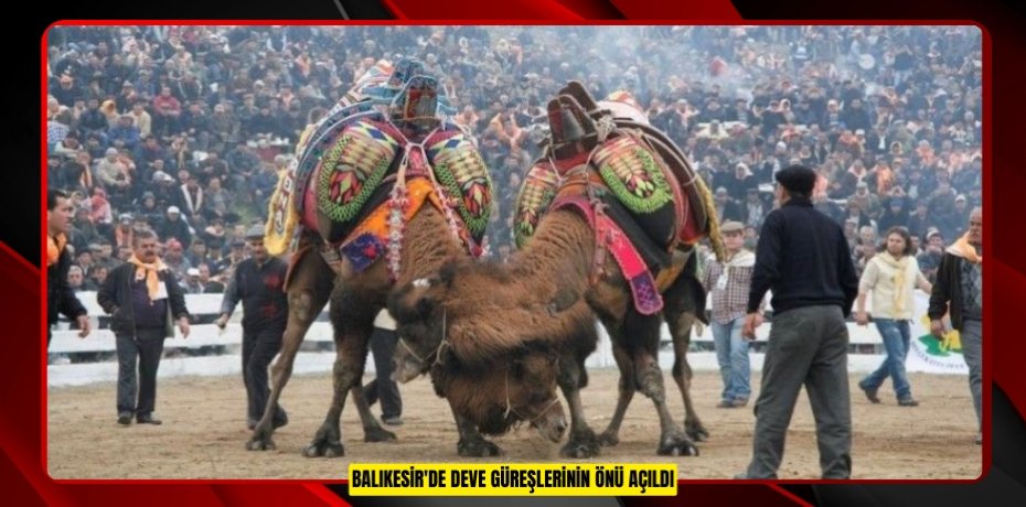 Balıkesir'de deve güreşlerinin önü açıldı  