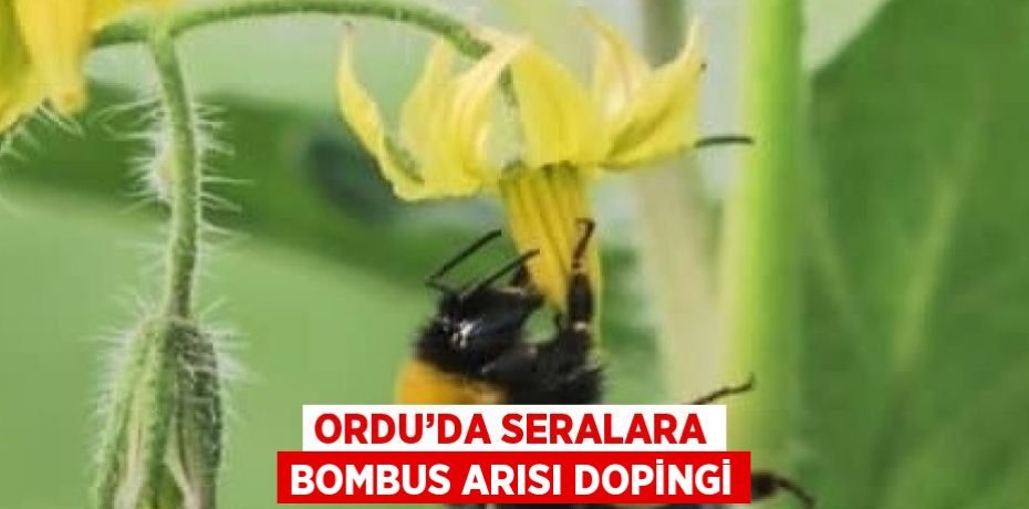 ORDU’DA SERALARA BOMBUS ARISI DOPİNGİ