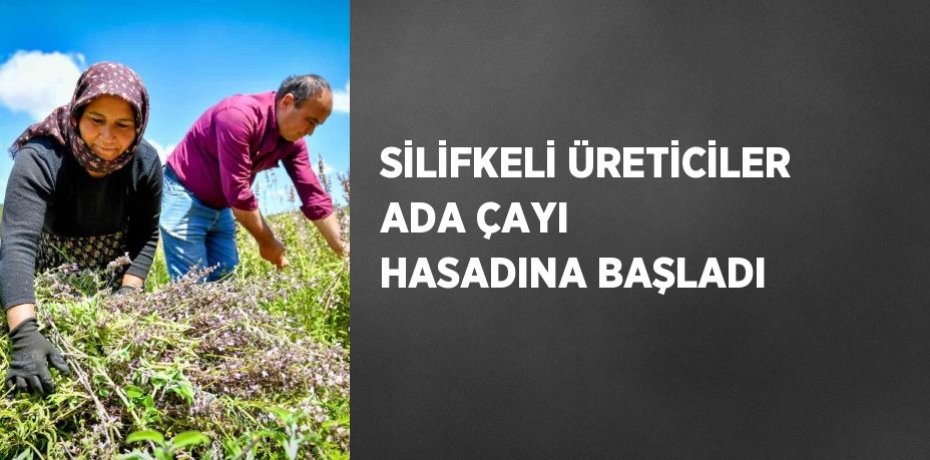 SİLİFKELİ ÜRETİCİLER ADA ÇAYI HASADINA BAŞLADI