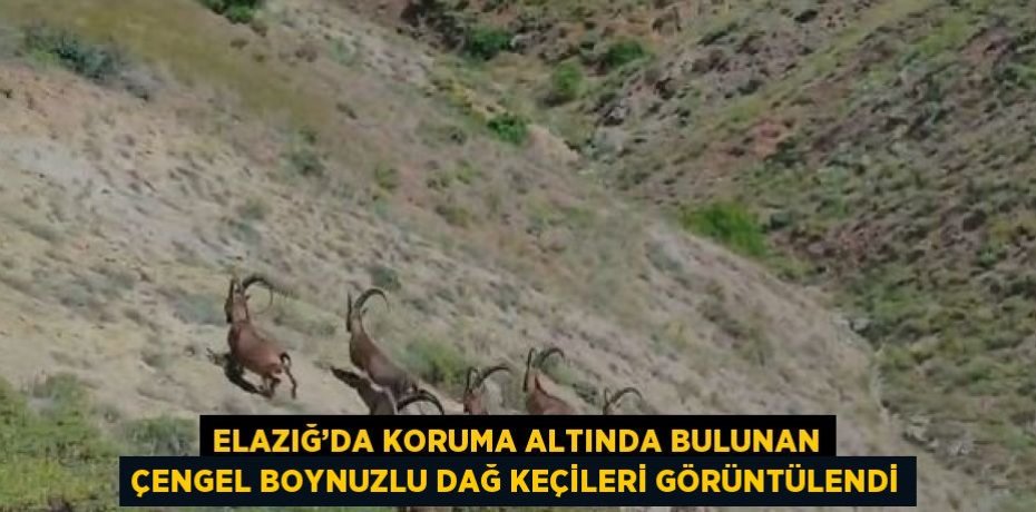 ELAZIĞ’DA KORUMA ALTINDA BULUNAN ÇENGEL BOYNUZLU DAĞ KEÇİLERİ GÖRÜNTÜLENDİ