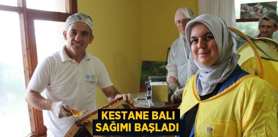 KESTANE BALI SAĞIMI BAŞLADI