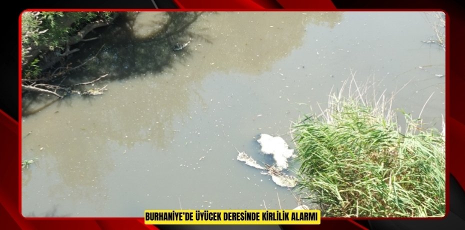 Burhaniye’de Üyücek deresinde kirlilik alarmı