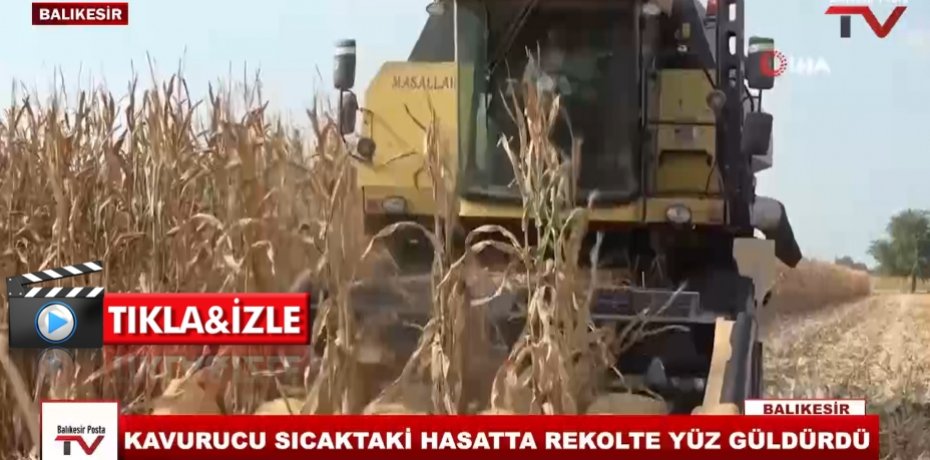 KAVURUCI SICAKTAKİ HASATTA REKOLTE YÜZ GÜLDÜRDÜ