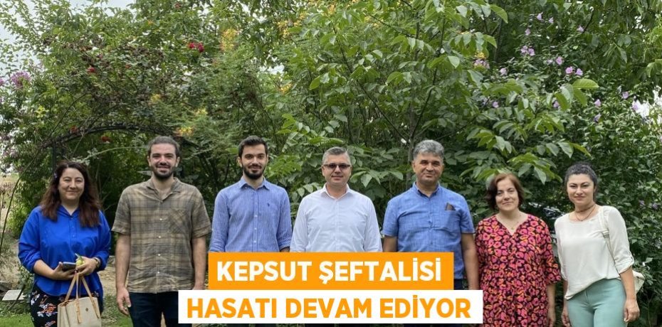 Kepsut Şeftalisi hasatı devam ediyor