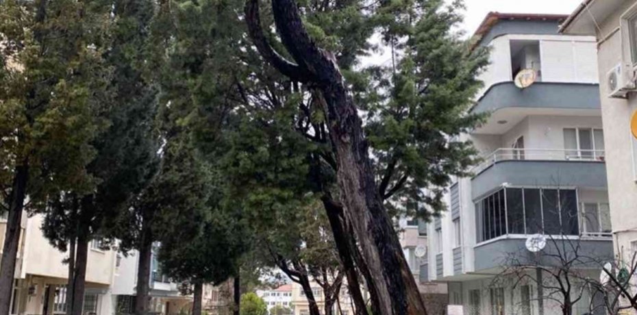 AĞAÇLAR KESİLİYOR