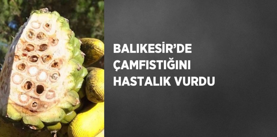 BALIKESİR’DE ÇAMFISTIĞINI HASTALIK VURDU