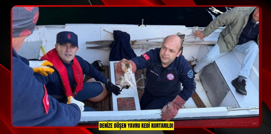 Denize düşen yavru kedi kurtarıldı