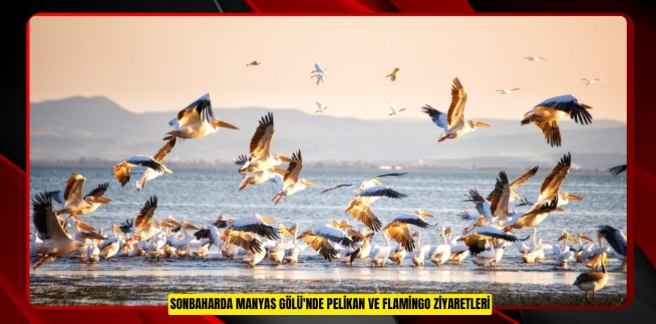 Sonbaharda Manyas Gölü'nde pelikan ve flamingo ziyaretleri