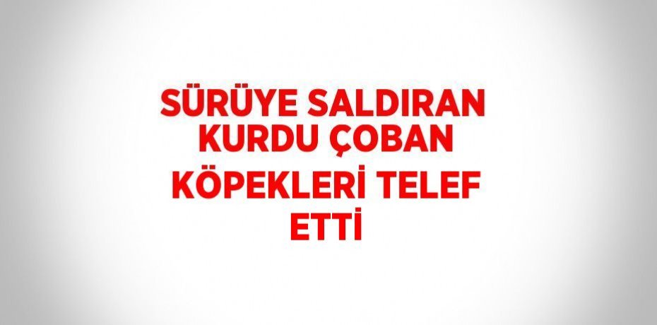 SÜRÜYE SALDIRAN KURDU ÇOBAN KÖPEKLERİ TELEF ETTİ