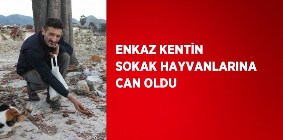 ENKAZ KENTİN SOKAK HAYVANLARINA CAN OLDU
