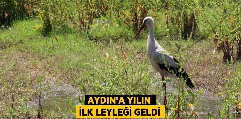 AYDIN’A YILIN İLK LEYLEĞİ GELDİ