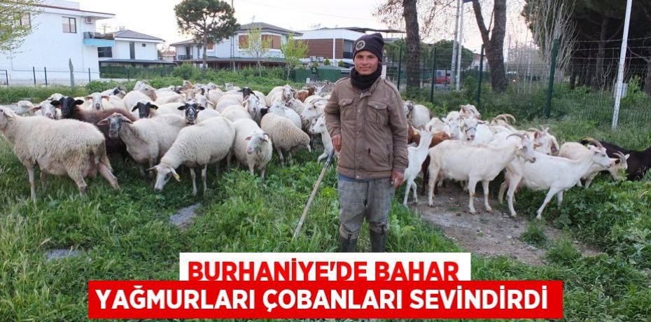 Burhaniye’de bahar yağmurları çobanları sevindirdi