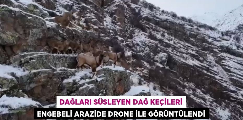 DAĞLARI SÜSLEYEN DAĞ KEÇİLERİ ENGEBELİ ARAZİDE DRONE İLE GÖRÜNTÜLENDİ