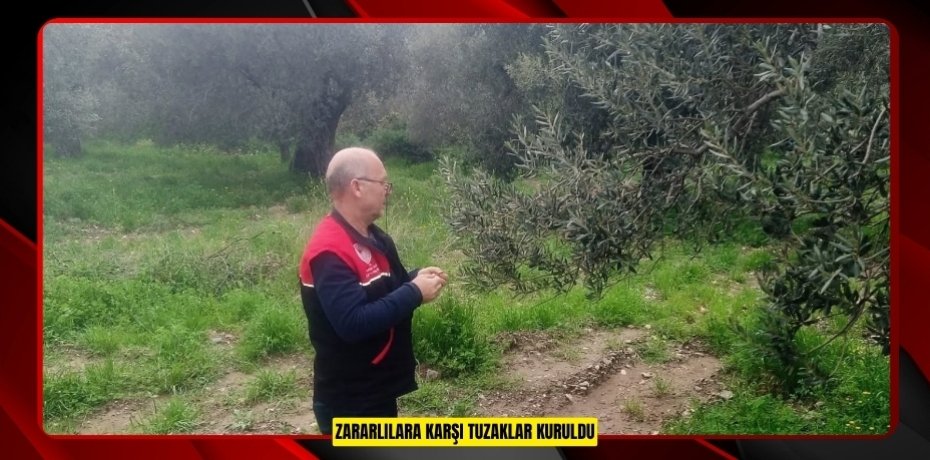 Zararlılara karşı tuzaklar kuruldu