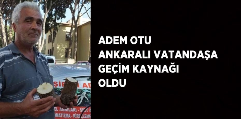 ADEM OTU ANKARALI VATANDAŞA GEÇİM KAYNAĞI OLDU