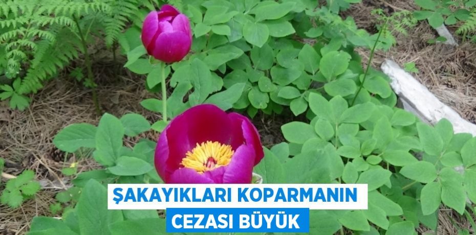 Şakayıkları koparmanın cezası büyük