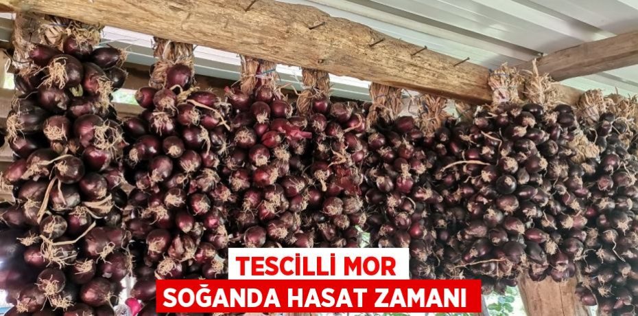 Tescilli mor soğanda hasat zamanı