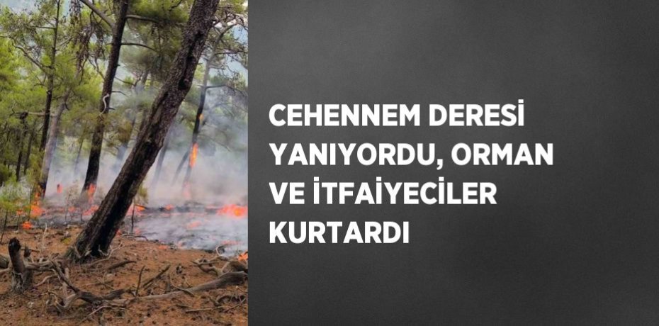 CEHENNEM DERESİ YANIYORDU, ORMAN VE İTFAİYECİLER KURTARDI