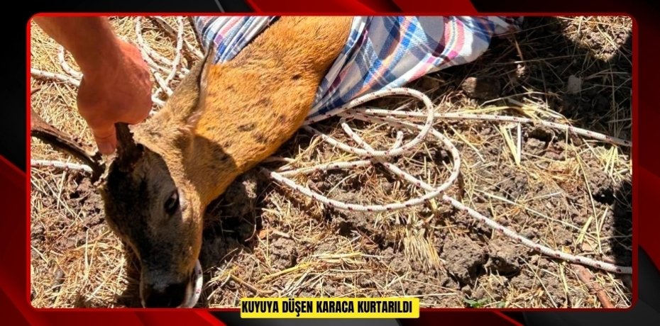 Kuyuya düşen karaca kurtarıldı  