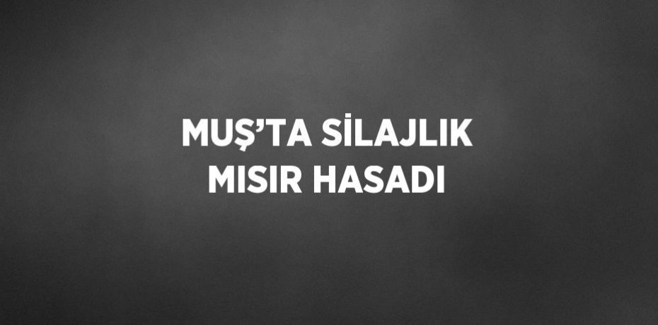 MUŞ’TA SİLAJLIK MISIR HASADI