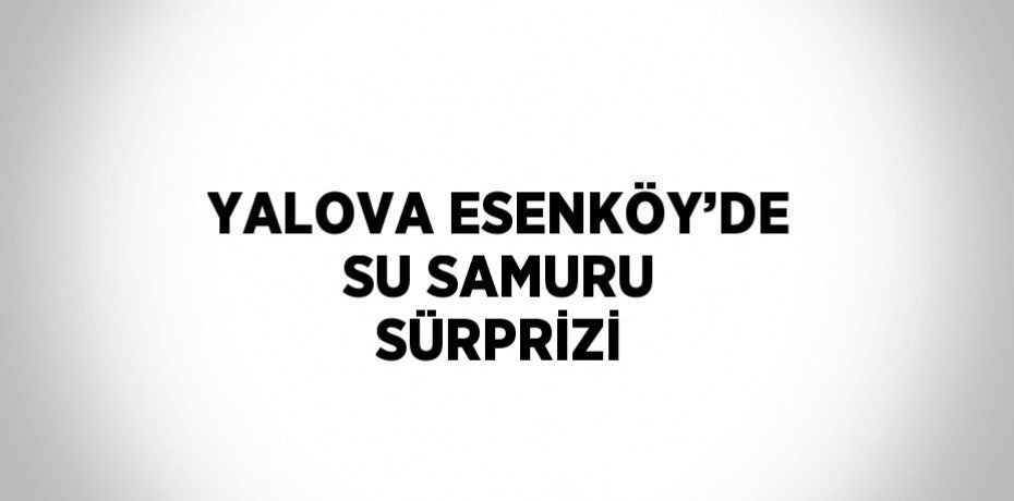 YALOVA ESENKÖY’DE SU SAMURU SÜRPRİZİ