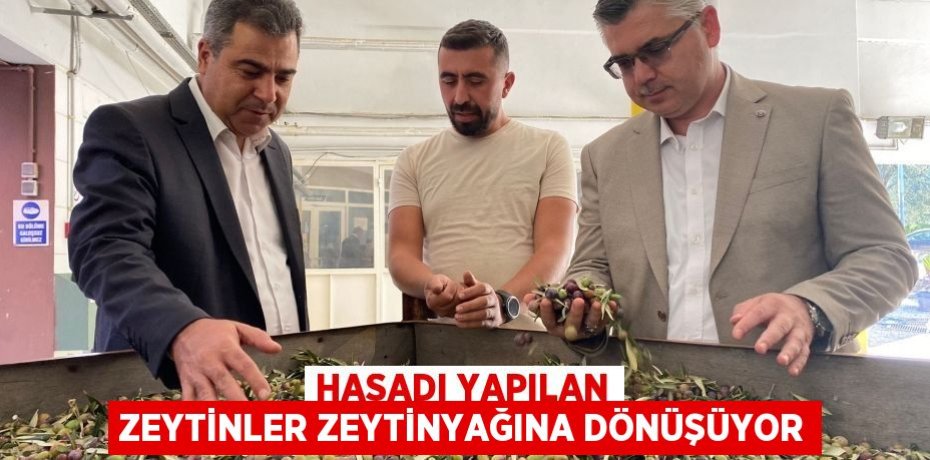 HASADI YAPILAN ZEYTİNLER ZEYTİNYAĞINA DÖNÜŞÜYOR