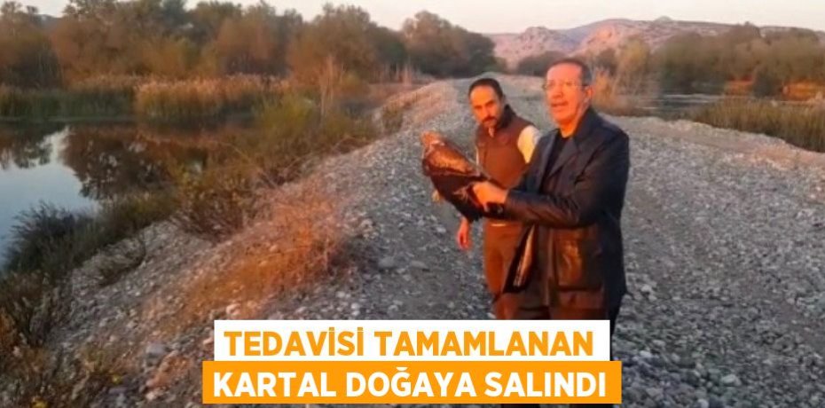 Tedavisi tamamlanan kartal doğaya salındı
