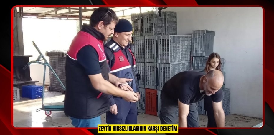 Zeytin hırsızlıklarının karşı denetim