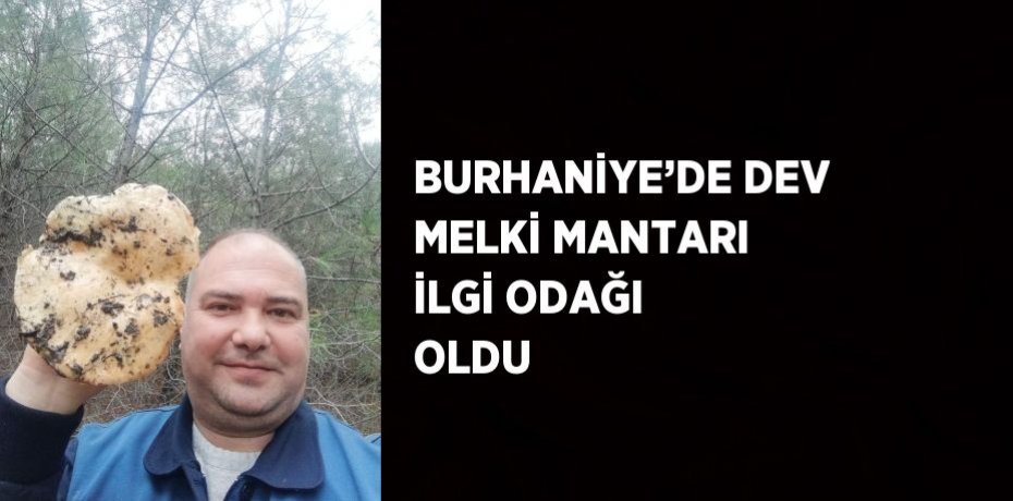BURHANİYE’DE DEV MELKİ MANTARI İLGİ ODAĞI OLDU