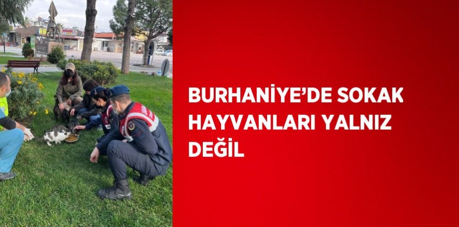 BURHANİYE’DE SOKAK HAYVANLARI YALNIZ DEĞİL