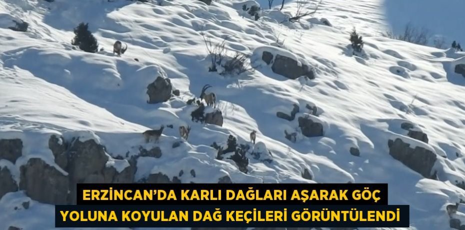 ERZİNCAN’DA KARLI DAĞLARI AŞARAK GÖÇ YOLUNA KOYULAN DAĞ KEÇİLERİ GÖRÜNTÜLENDİ