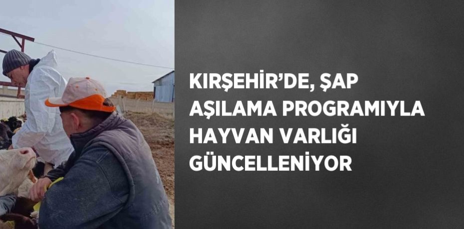KIRŞEHİR’DE, ŞAP AŞILAMA PROGRAMIYLA HAYVAN VARLIĞI GÜNCELLENİYOR