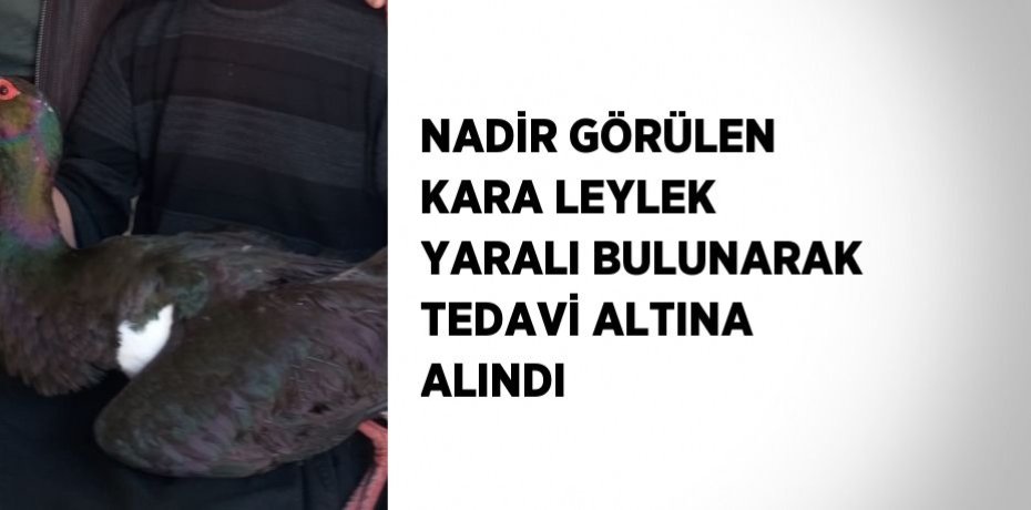 NADİR GÖRÜLEN KARA LEYLEK YARALI BULUNARAK TEDAVİ ALTINA ALINDI