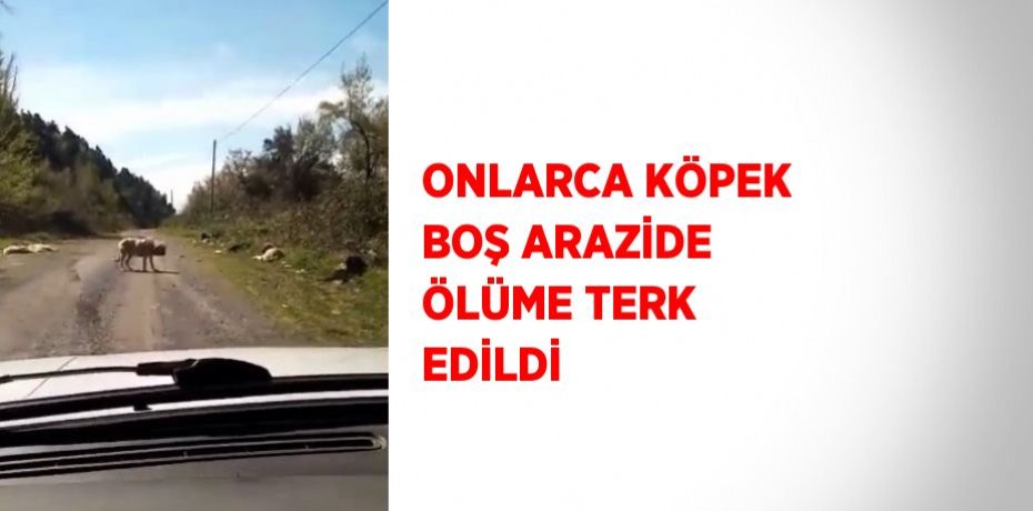 ONLARCA KÖPEK BOŞ ARAZİDE ÖLÜME TERK EDİLDİ