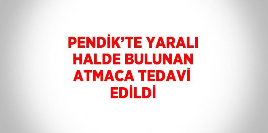 PENDİK’TE YARALI HALDE BULUNAN ATMACA TEDAVİ EDİLDİ