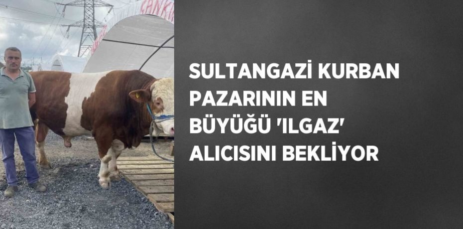 SULTANGAZİ KURBAN PAZARININ EN BÜYÜĞÜ 'ILGAZ' ALICISINI BEKLİYOR