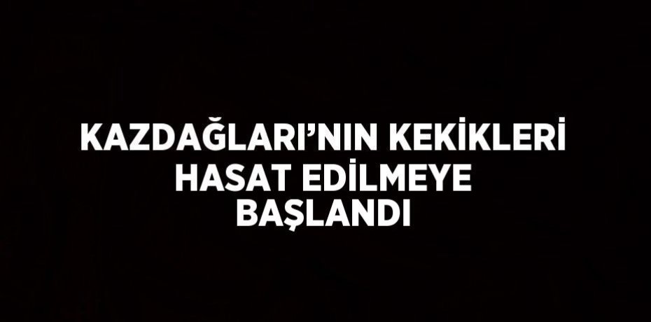 KAZDAĞLARI’NIN KEKİKLERİ HASAT EDİLMEYE BAŞLANDI