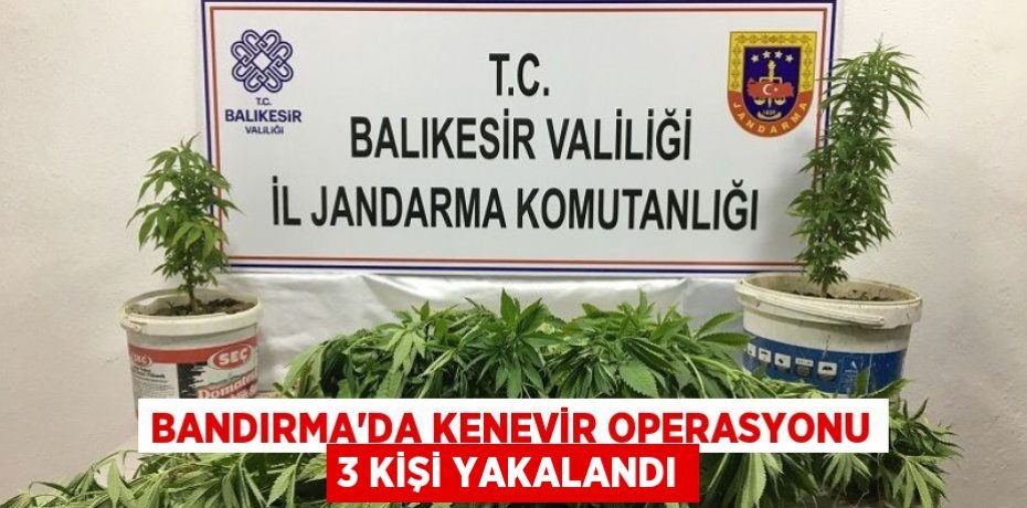 Bandırma'da kenevir operasyonu 3 kişi yakalandı