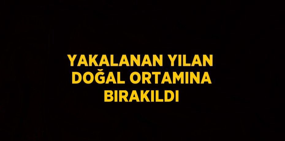 YAKALANAN YILAN DOĞAL ORTAMINA BIRAKILDI