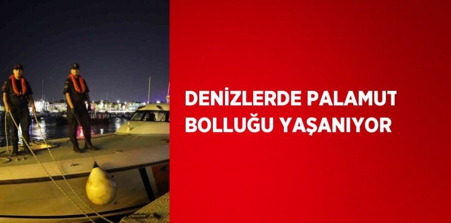 DENİZLERDE PALAMUT BOLLUĞU YAŞANIYOR