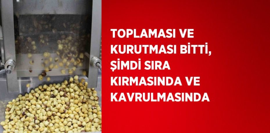 TOPLAMASI VE KURUTMASI BİTTİ, ŞİMDİ SIRA KIRMASINDA VE KAVRULMASINDA